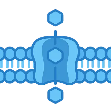 Glucose Transporters