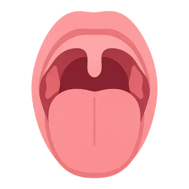 Anatomy of the Oral Cavity and Pharynx