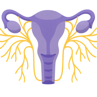 Autonomic innervation of pelvic organs