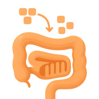 Carbohydrate digestion and absorption