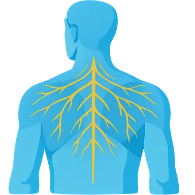 Innervation of the Back