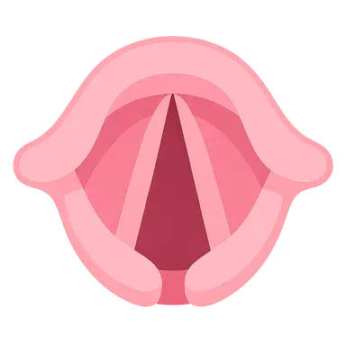 Vocal Fold Structure and Function
