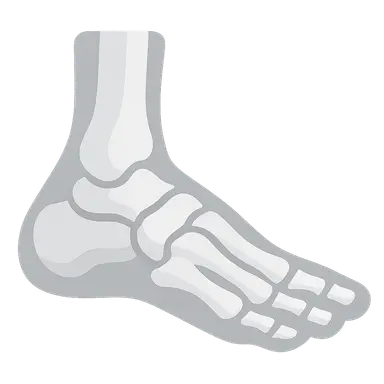 Foot and Ankle Anatomy
