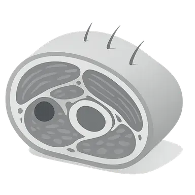 Lower limb cross-sections