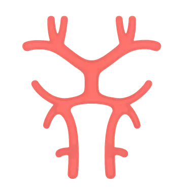 Internal carotid artery anatomy