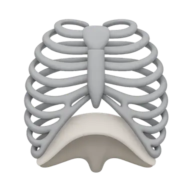 Thoracic wall and diaphragm