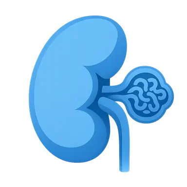 Glomerular diseases overview