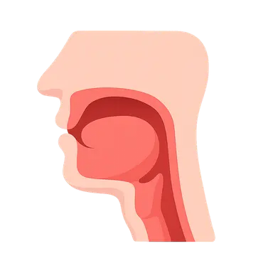 Oral cavity and pharynx