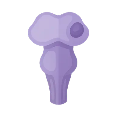 Brainstem lesions and clinical correlations