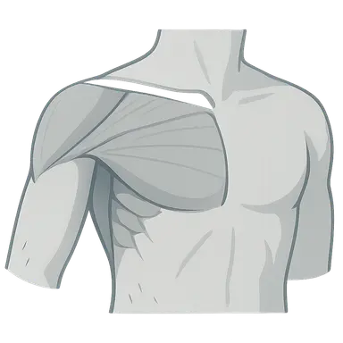 Pectoral Region and Axilla
