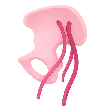 Pudendal nerve and internal pudendal vessels