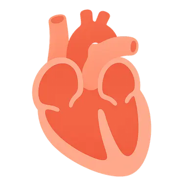 Ventricular septation