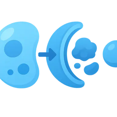 Autophagy mechanisms