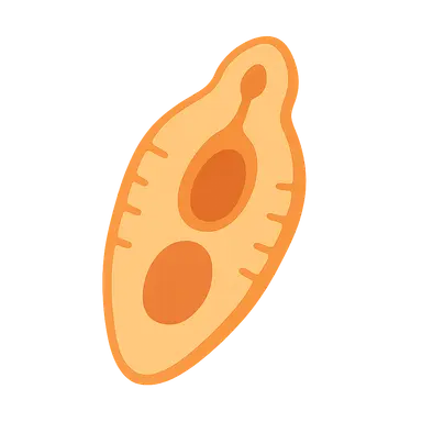 Trematodes