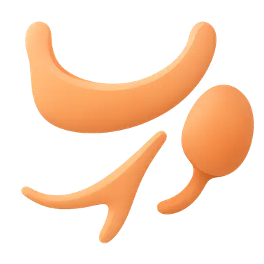 Second pharyngeal arch derivatives