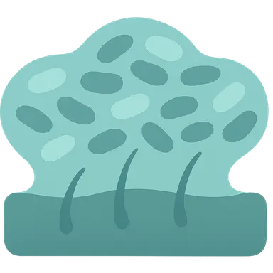 Biofilms in chronic infections