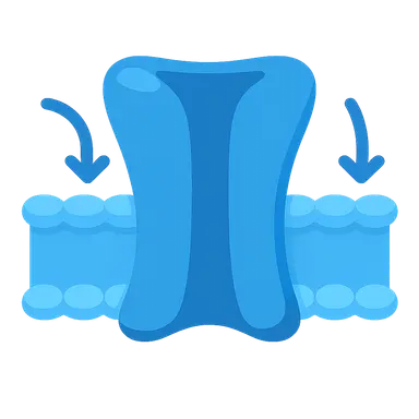 Ion Channels and Transporters