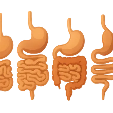 Comparative Digestive System