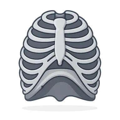 Thoracic Wall and Diaphragm