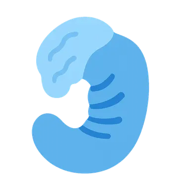 Neural crest contribution to pharyngeal arches