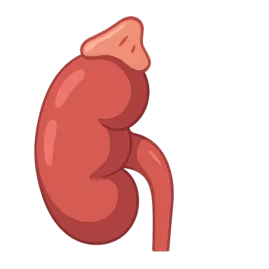 Endocrine Hypertension
