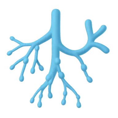 Thoracic duct and right lymphatic duct