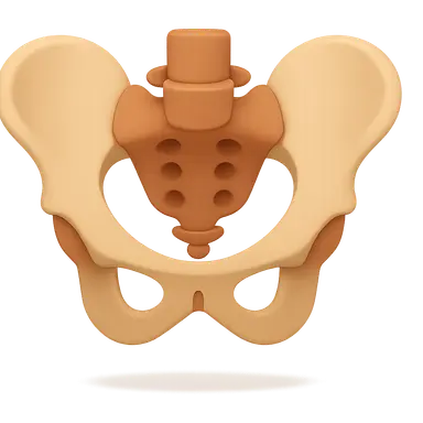 Pelvic Walls and Floor