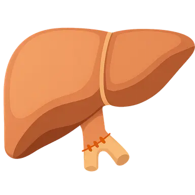 Liver transplantation