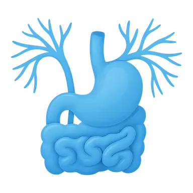Autonomic innervation of abdominal organs