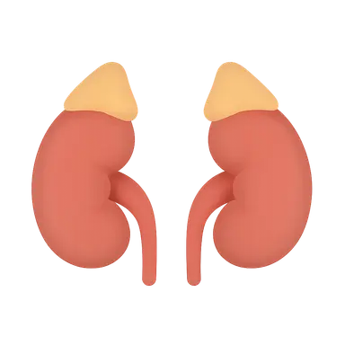 Kidneys and suprarenal glands