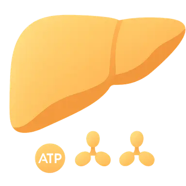 Energy requirements of urea cycle
