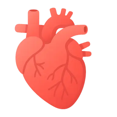Functional Anatomy of Cardiovascular System