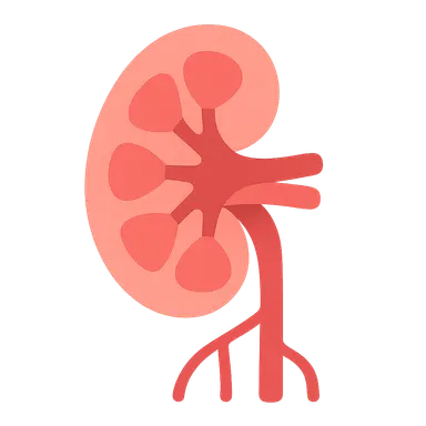 Renal blood flow distribution