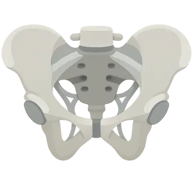 Pelvic girdle and ligaments