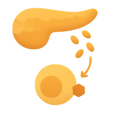 Insulin secretion and action