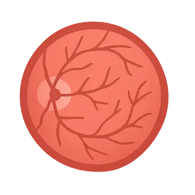Retinal Anatomy and Physiology