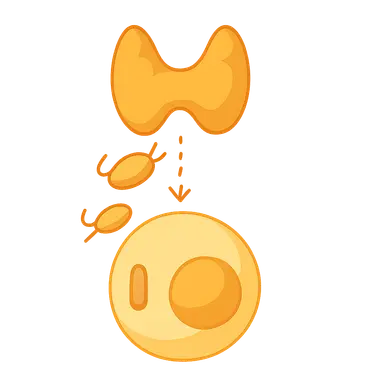 Thyroid hormone transport and action