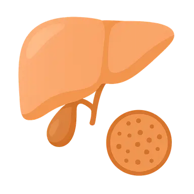 Liver and gallbladder histology