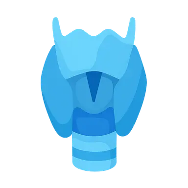 Larynx and vocal apparatus