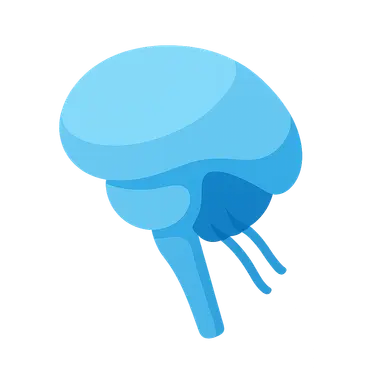 Respiratory centers in the brainstem