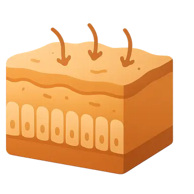 Intestinal barrier function