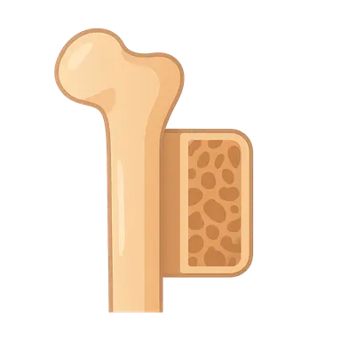 Bone structure and types