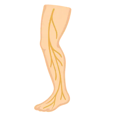 Nerves of Lower Limb