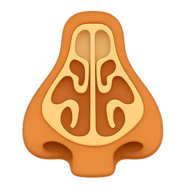 Nasal cavity and paranasal sinuses