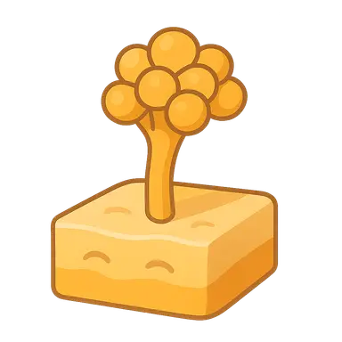 Treatment guidelines for invasive fungal infections