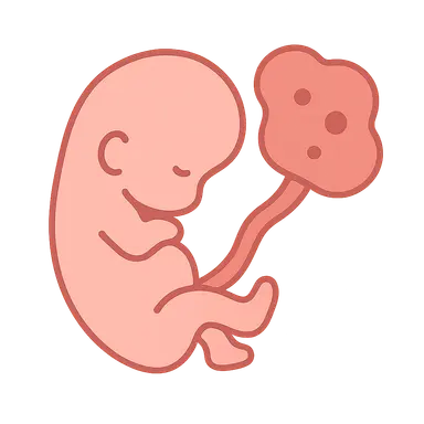 Teratogens and critical periods