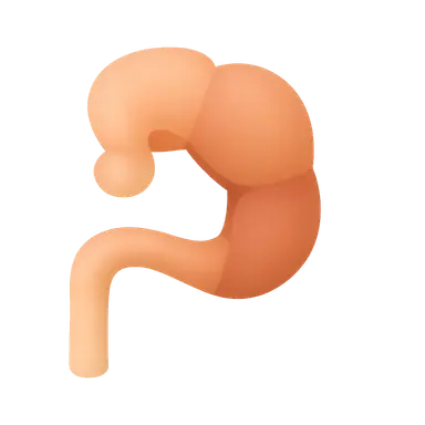 Hindgut development