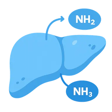 Nitrogen sources and transport forms