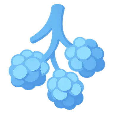 Microscopic Anatomy of Respiratory System