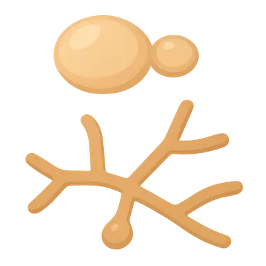 Dimorphic fungi characteristics
